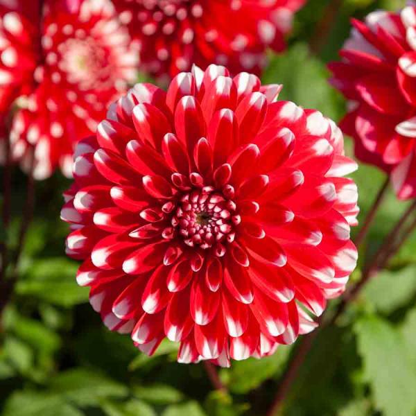 Bulbes à fleurs à planter au printemps - Dahlia Décoratif nain Little Tiger (x1) - face recto